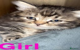 Mixed Breed cats for sale: 5 beautiful bengal cross kittens   - Image 6