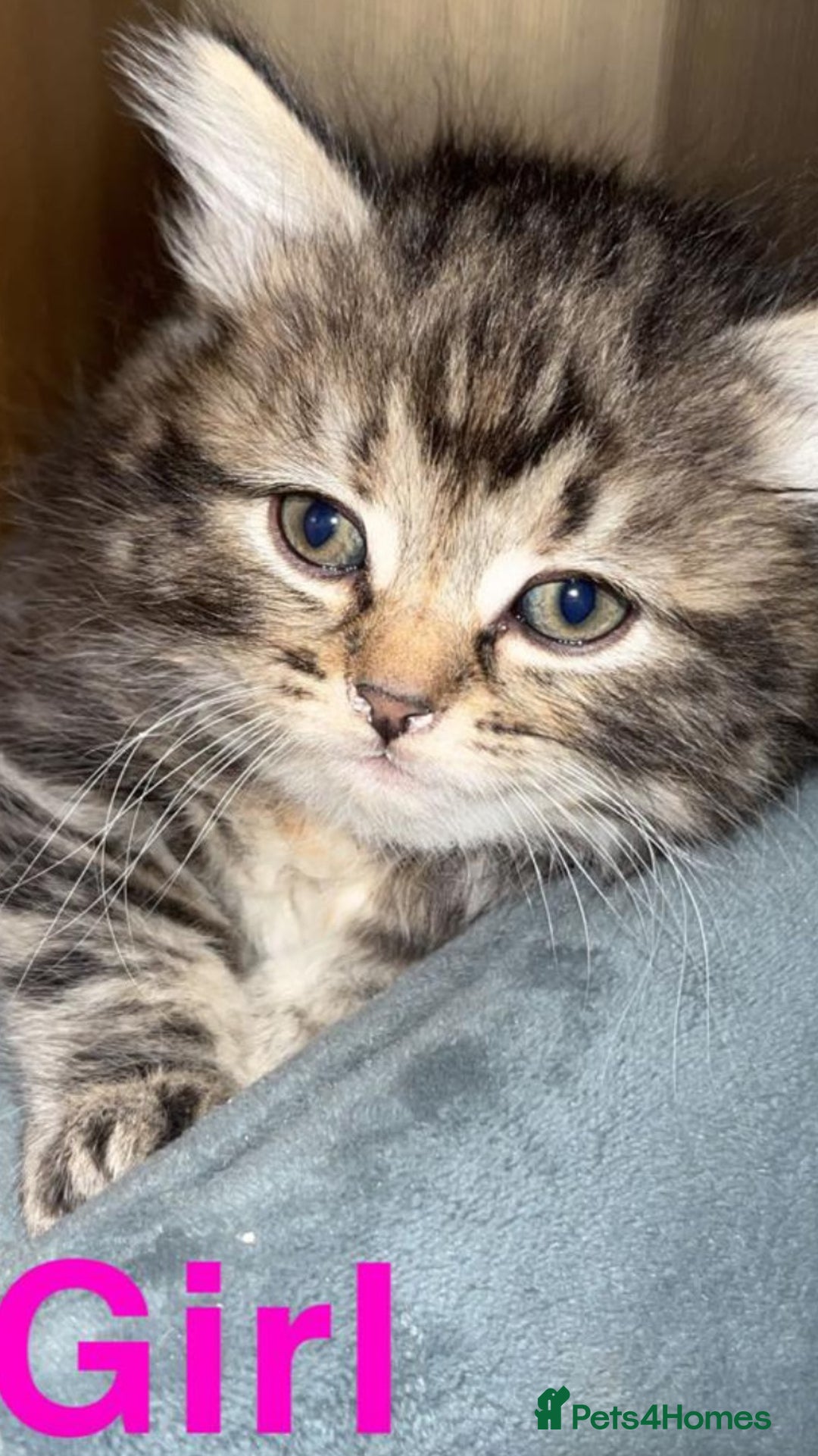 Mixed Breed cats for sale: 5 beautiful bengal cross kittens   - Image 6