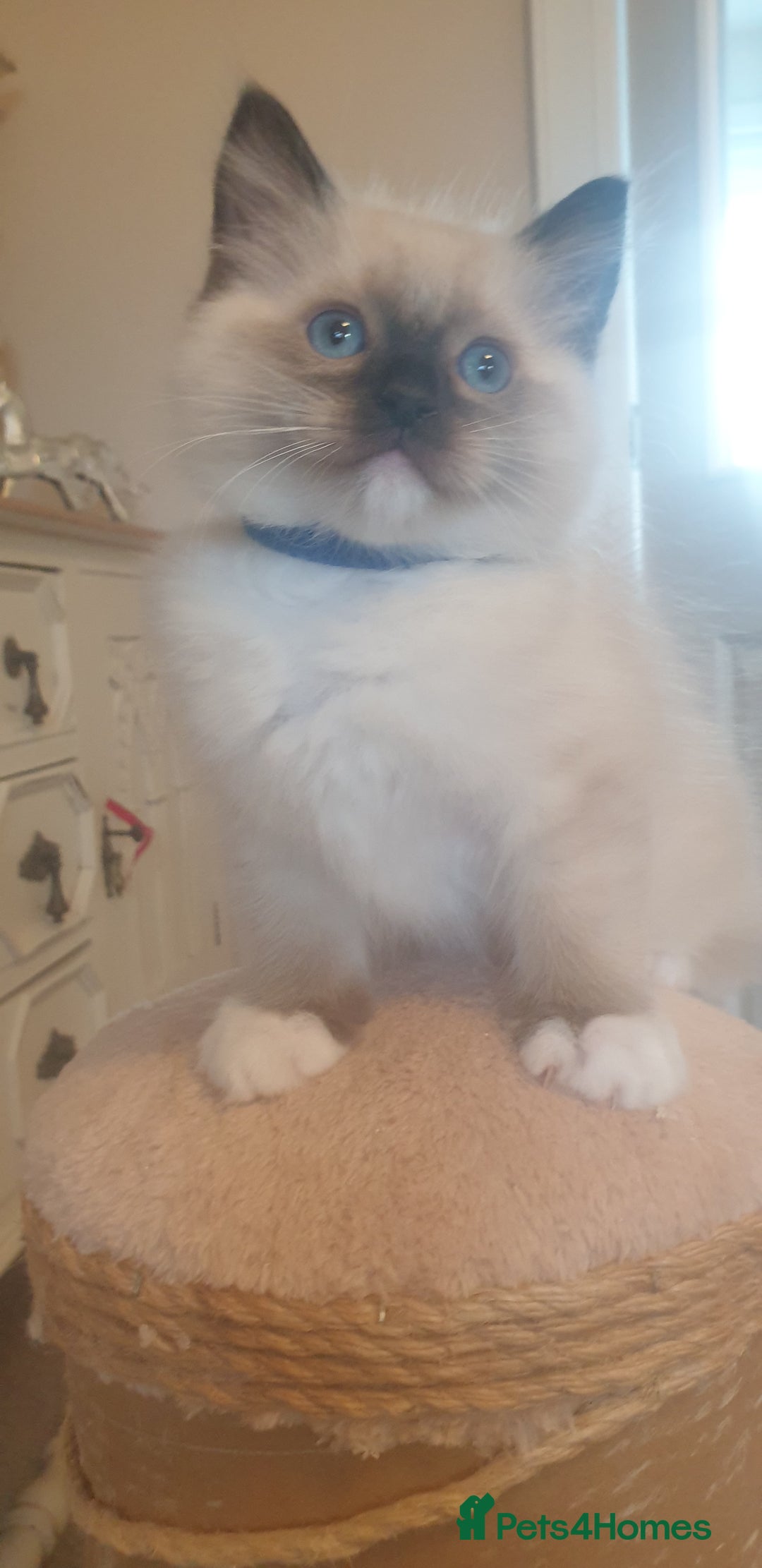 Ragdoll cats for sale: Gorgeous Ragdoll Kittens - Advert 8