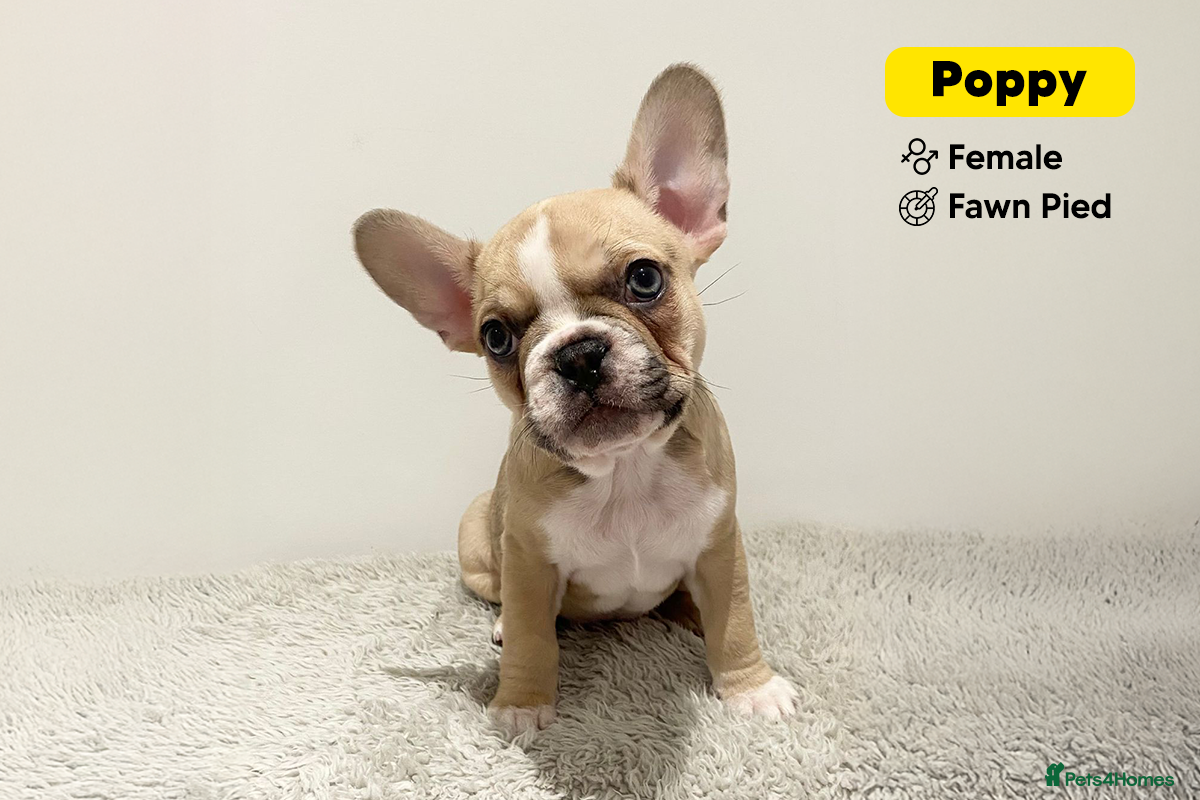 French Bulldog dogs LAST GIRL PUPPY - KC Registered French Bulldog - Advert 5