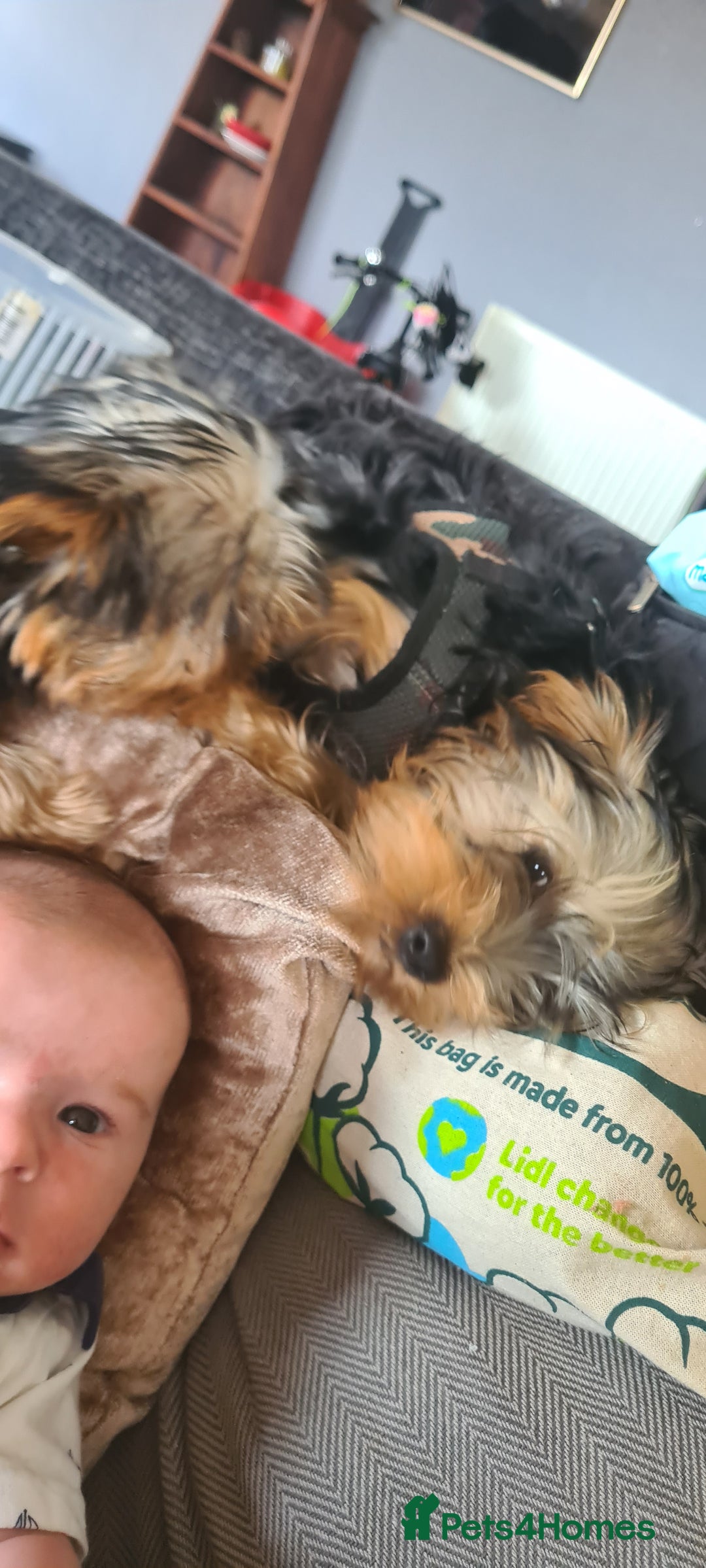 Yorkshire Terrier dogs for sale: Sweet natured boys - Image 6