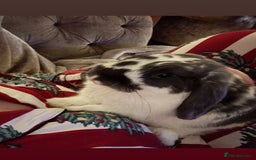 English Lop rabbits for sale: Free to good home, lop rabbit  - Image 5