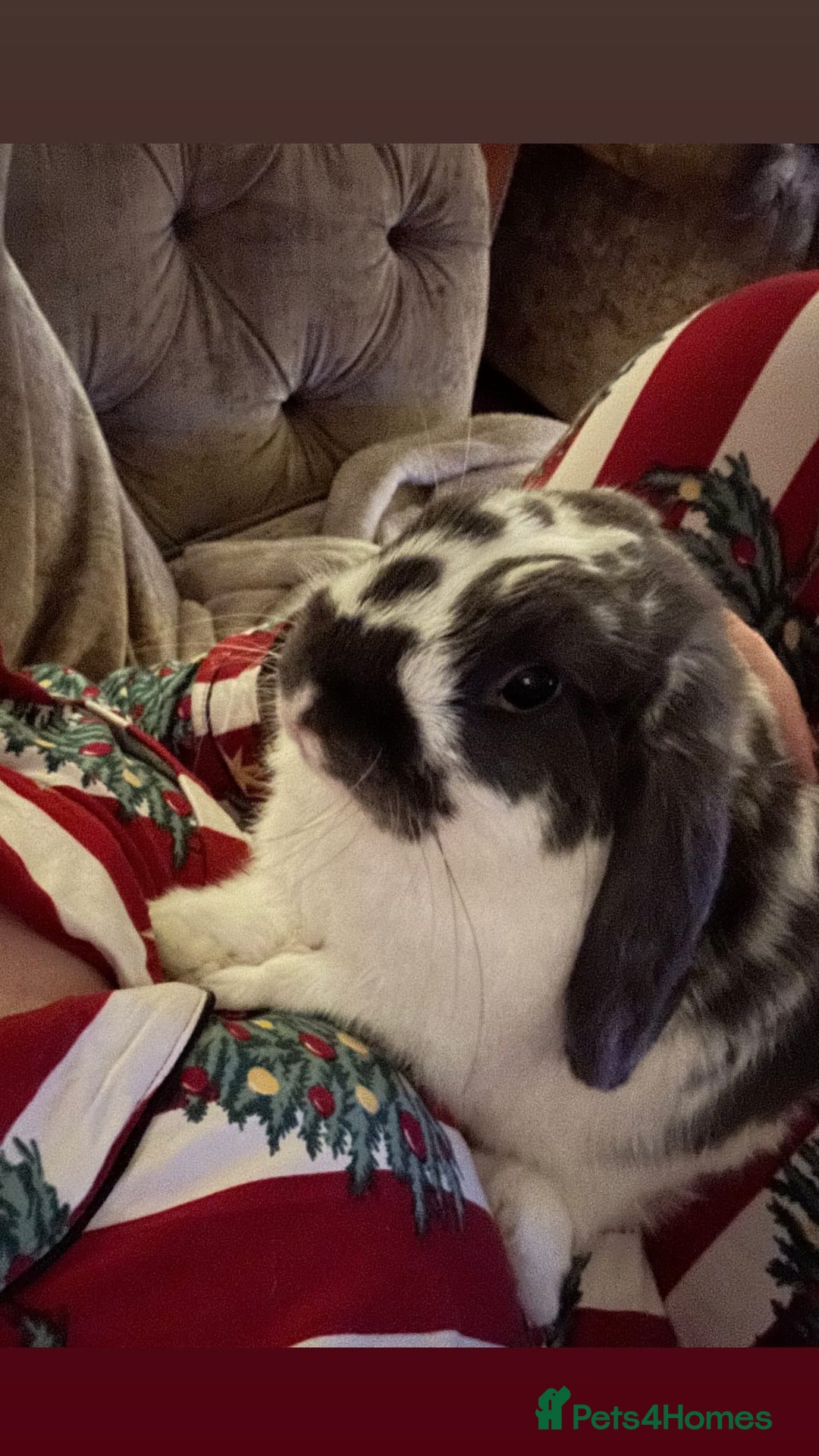 English Lop rabbits for sale: Free to good home, lop rabbit  - Image 5