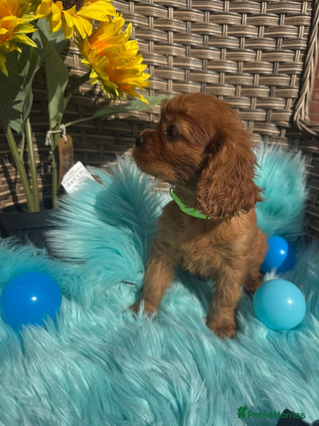Cavalier King Charles Spaniel dogs for sale: Kc registered Ruby red King Charles spaniels - Image 6