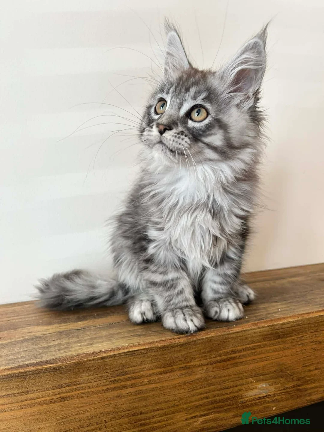 Maine Coon cats for sale: TICA REGISTERED Maine Coon boys! - Advert 40