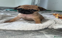 Pug dogs for sale: PUG PUPPYS READY TO GO !!!! - Advert 4