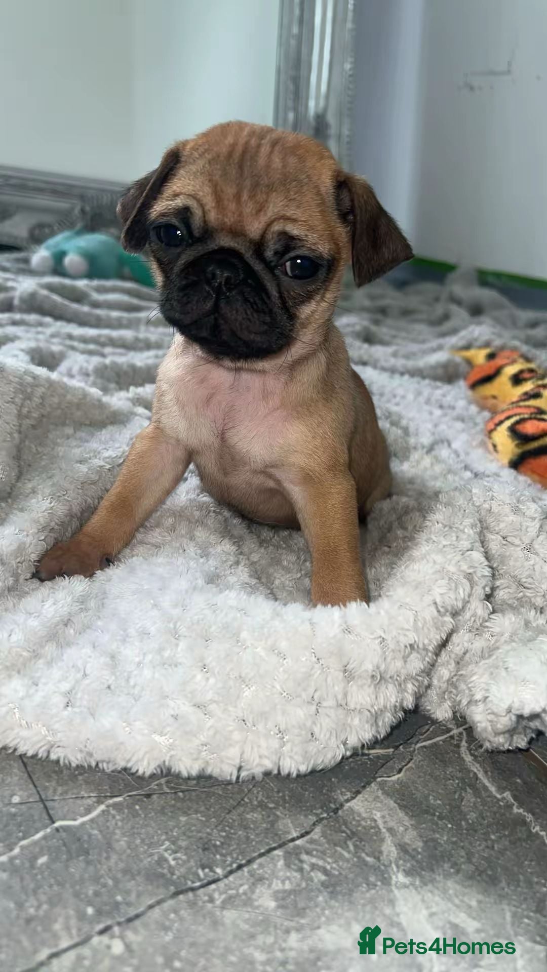 Pug dogs for sale: PUG PUPPYS READY TO GO !!!! - Advert 4