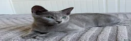Russian Blue cats for sale: Russian Blue Boy - Advert 1