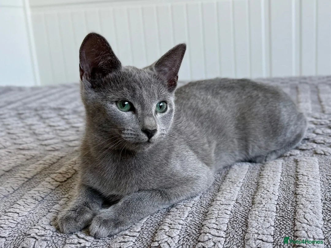 Russian Blue cats for sale: Russian Blue Boy - Advert 1