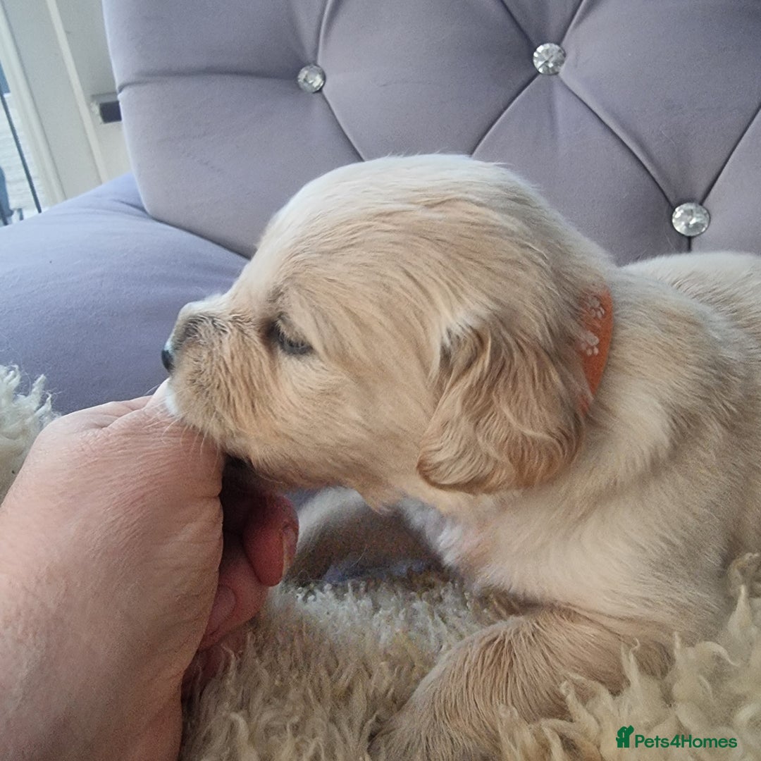 Golden Retriever dogs for sale: KC Reg Golden Retriever Puppies – Champion Lines  - Image 8