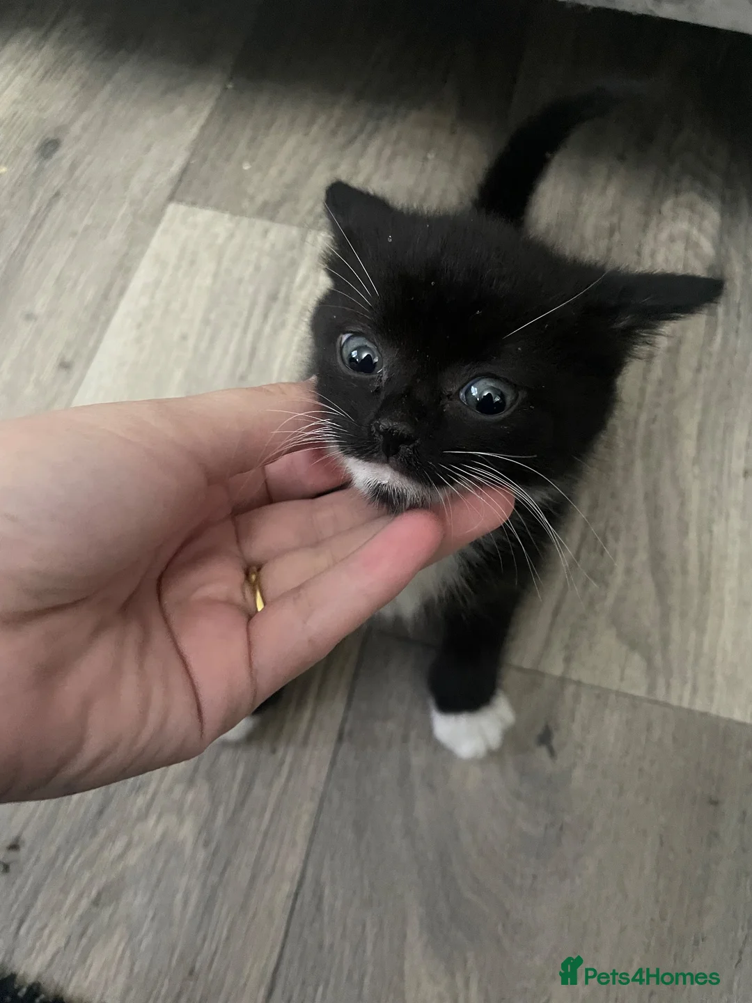 Mixed Breed cats for sale: 4 beautiful female kittens for sale  - Advert 5