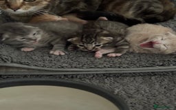 American Shorthair cats for sale: 4 stunning bsh x American short kittens avail - Image 31