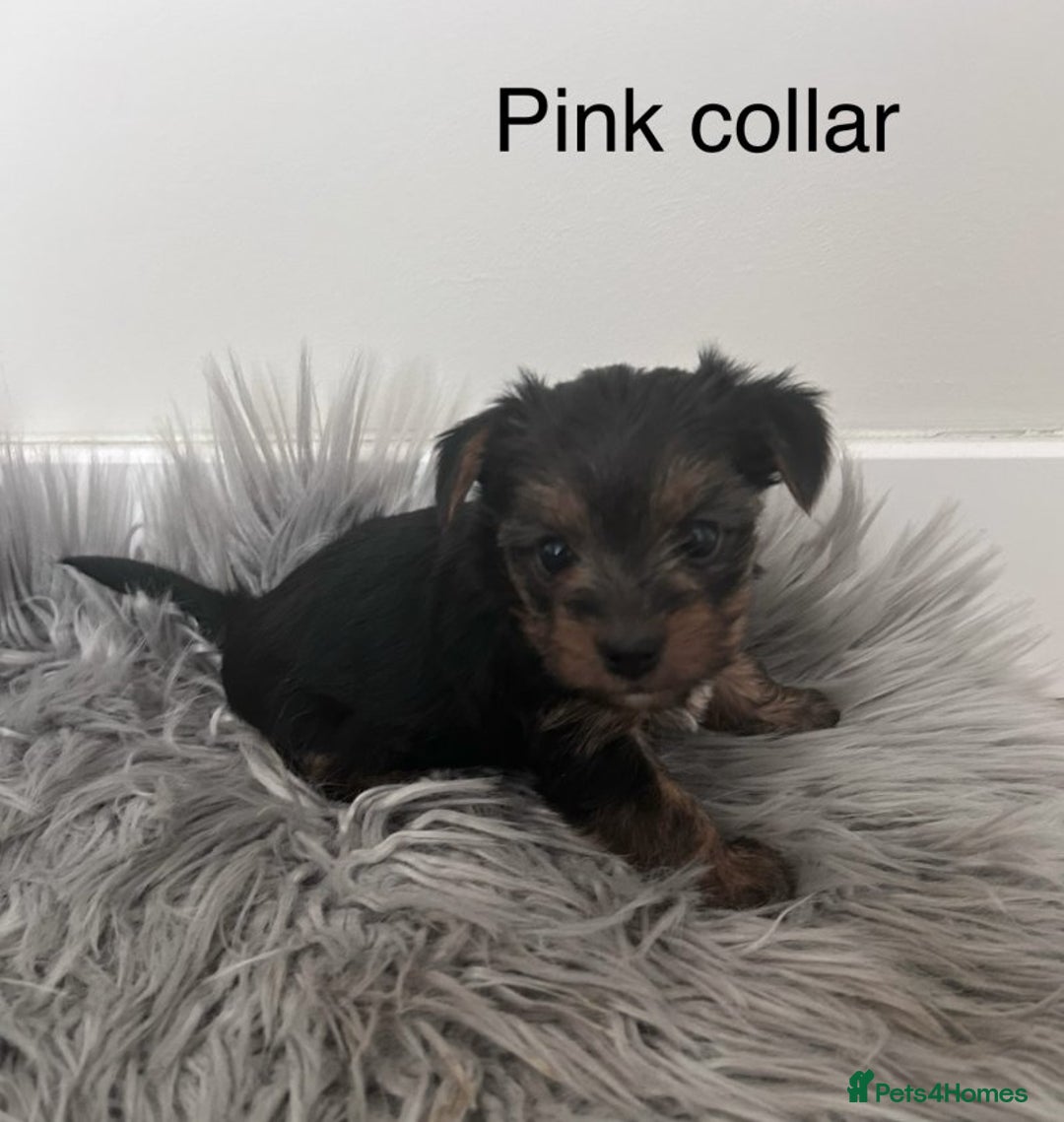 Yorkshire Terrier dogs for sale: Cute Yorkshire Terrier Puppy - Playful & Sweet - Image 2