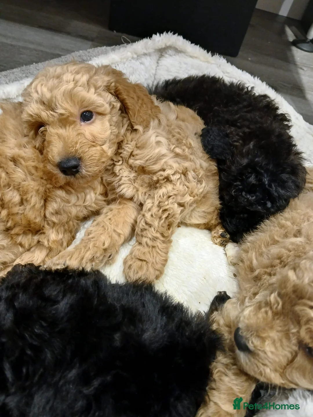 Goldendoodle dogs for sale: Mini Goldendoodles - Advert 8
