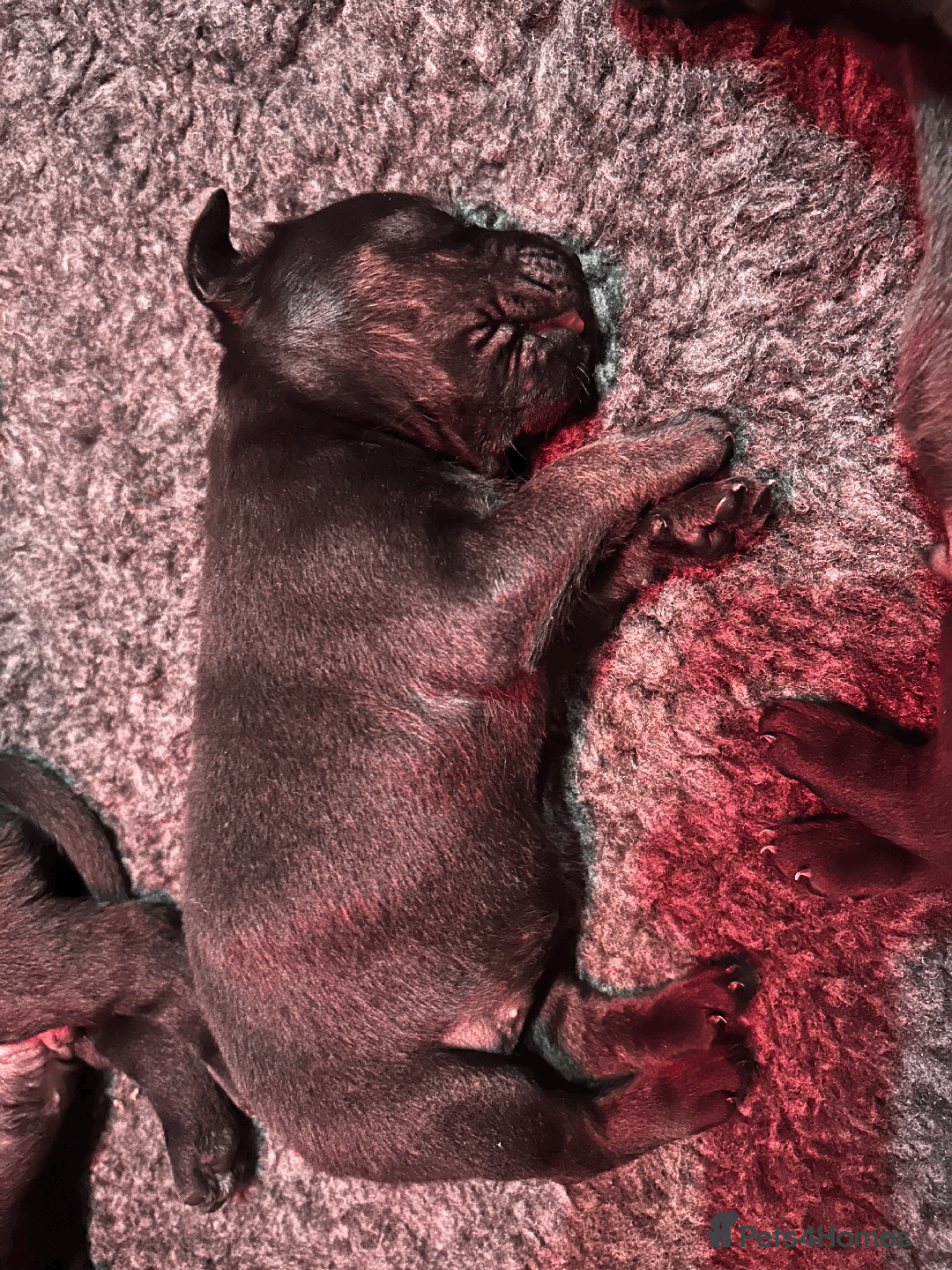 Mixed Breed dogs for sale: Staffordshire Labrador Cross - Image 1