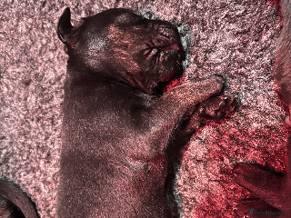 Mixed Breed dogs - Advert 11