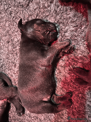Mixed Breed dogs - Advert 7