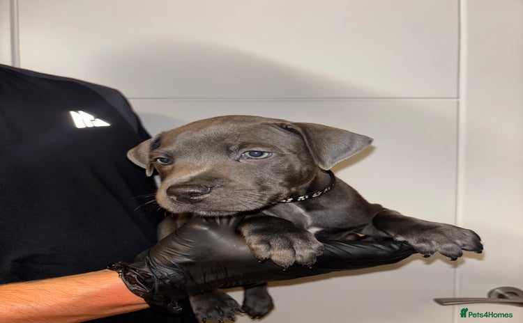 Staffordshire Bull Terrier dogs - Advert 8