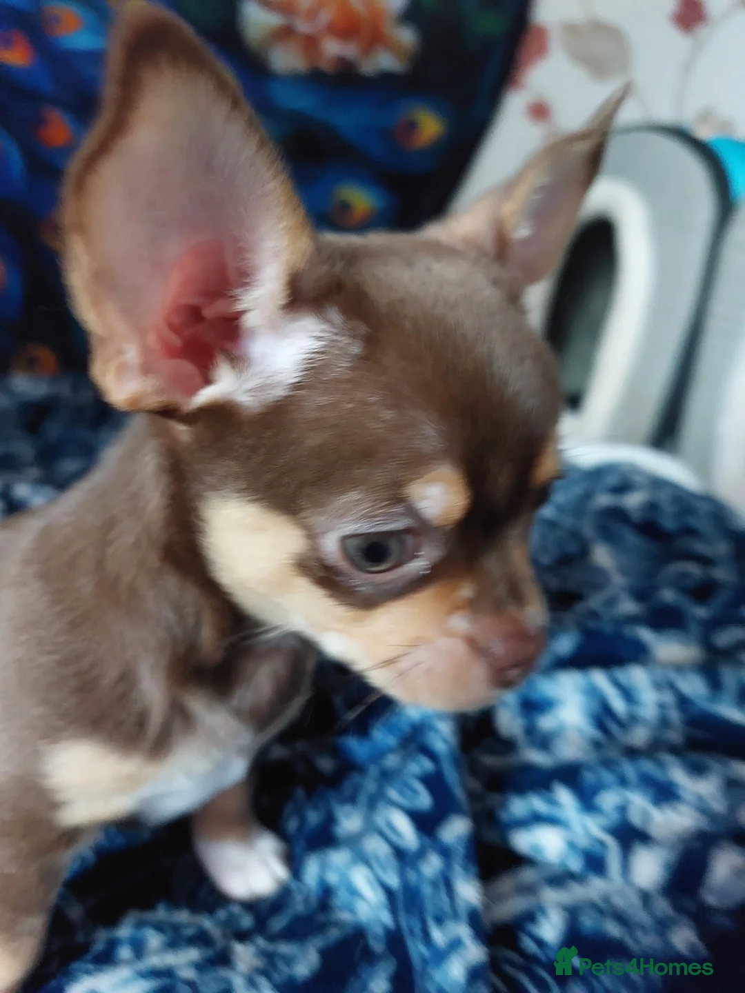 Chihuahua dogs for sale: Chihuahua puppies  - Advert 2