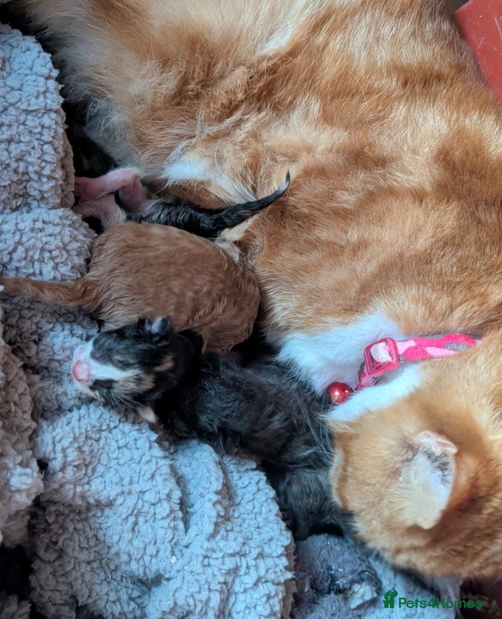 Ragdoll cats Kitten looking for a forever home  - Advert 1