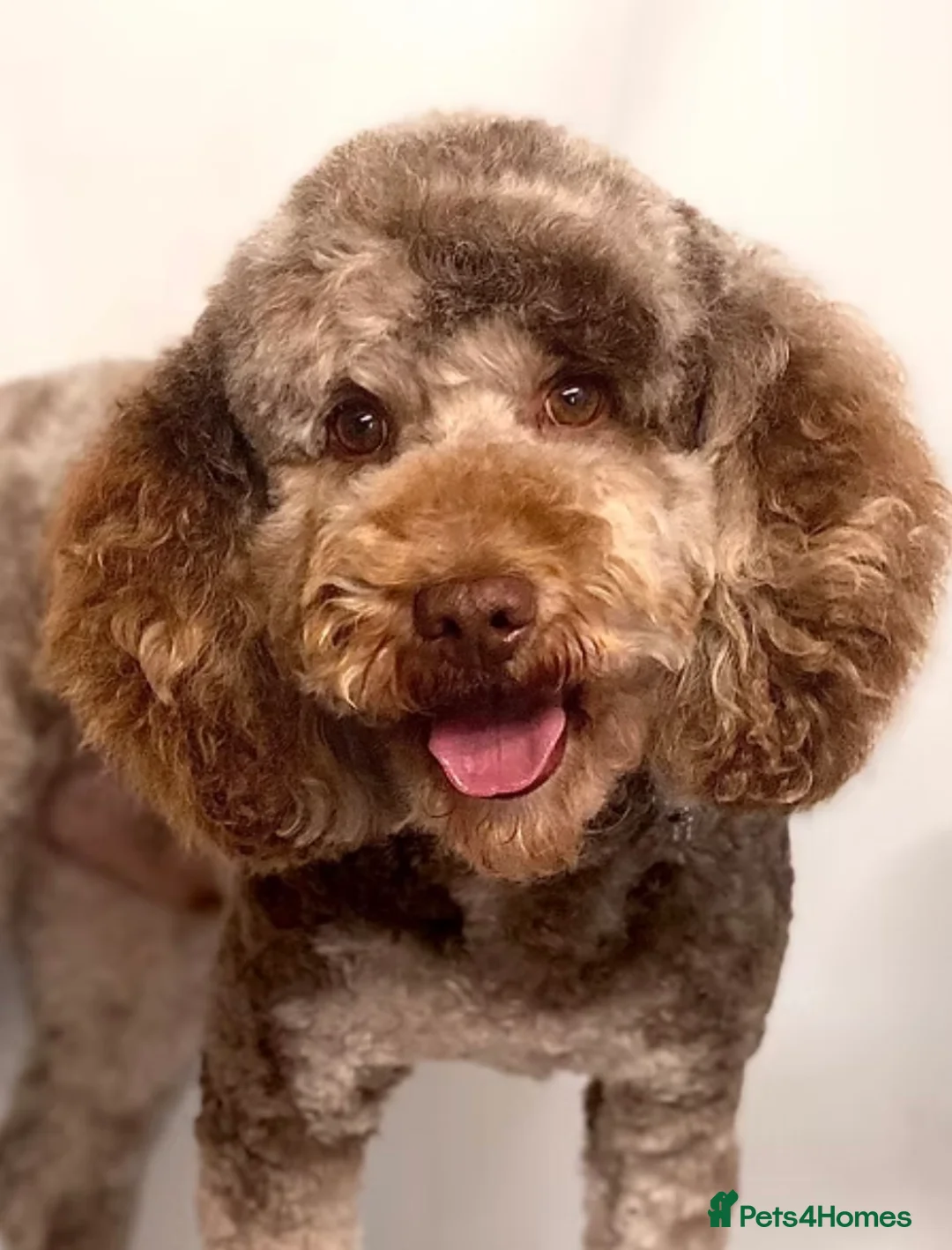 Cockapoo dogs for sale: Merle and Chocolate F1b Cockapoos Due Sept’ - Advert 27