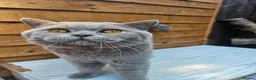 British Shorthair cats for sale: Gccf Lilac Male 10 mths old - Advert 9