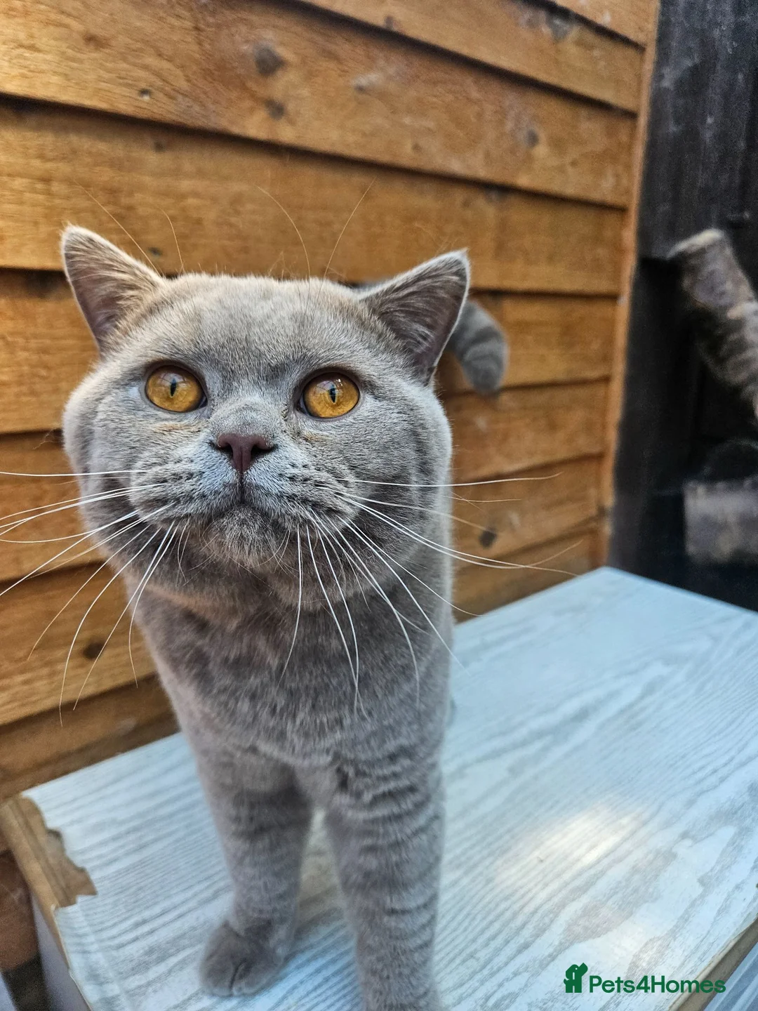 British Shorthair cats for sale: Gccf Lilac Male 10 mths old - Advert 9