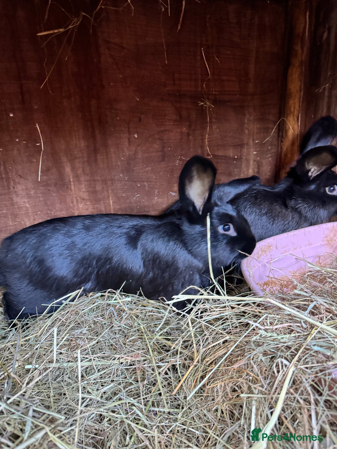 Mixed Breed rabbits for sale: Baby rabbits  - Advert 10