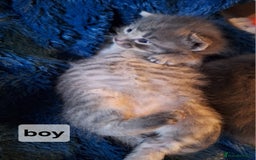 Scottish Fold cats for sale: 7 kittens for sale - ready 16th december - Image 11