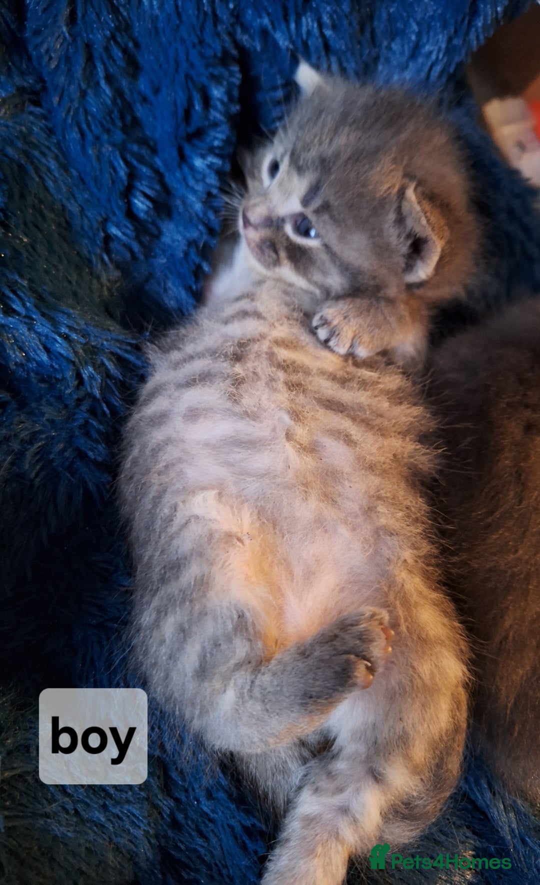 Scottish Fold cats for sale: 7 kittens for sale - ready 16th december - Image 11