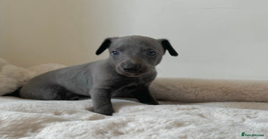 Whippet dogs - Advert 3