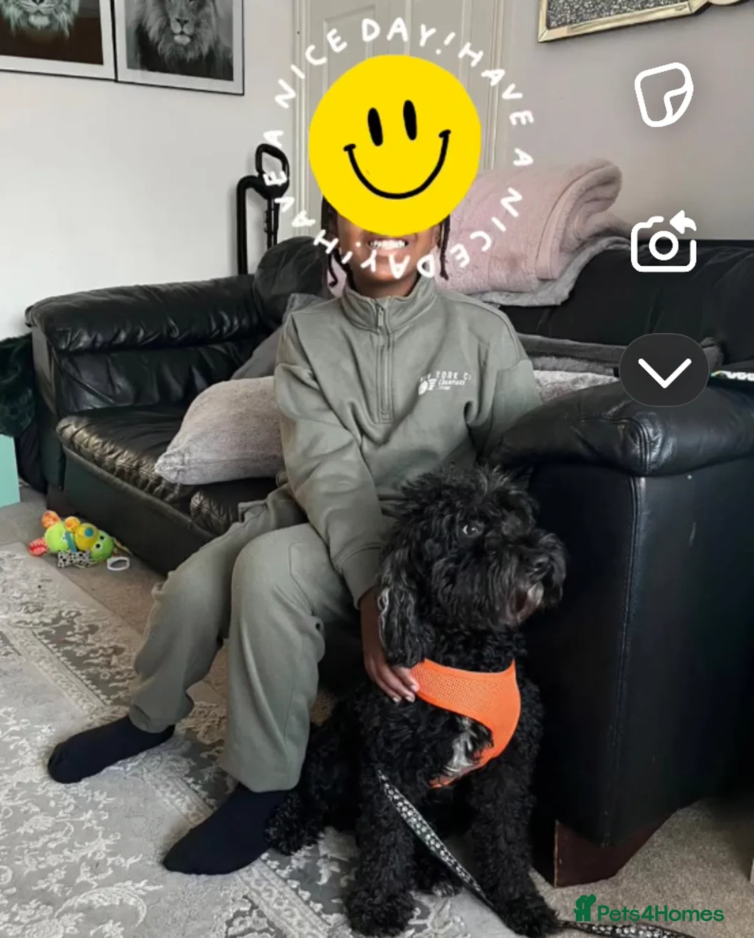 Cockapoo dogs for sale: New home needed - Advert 4