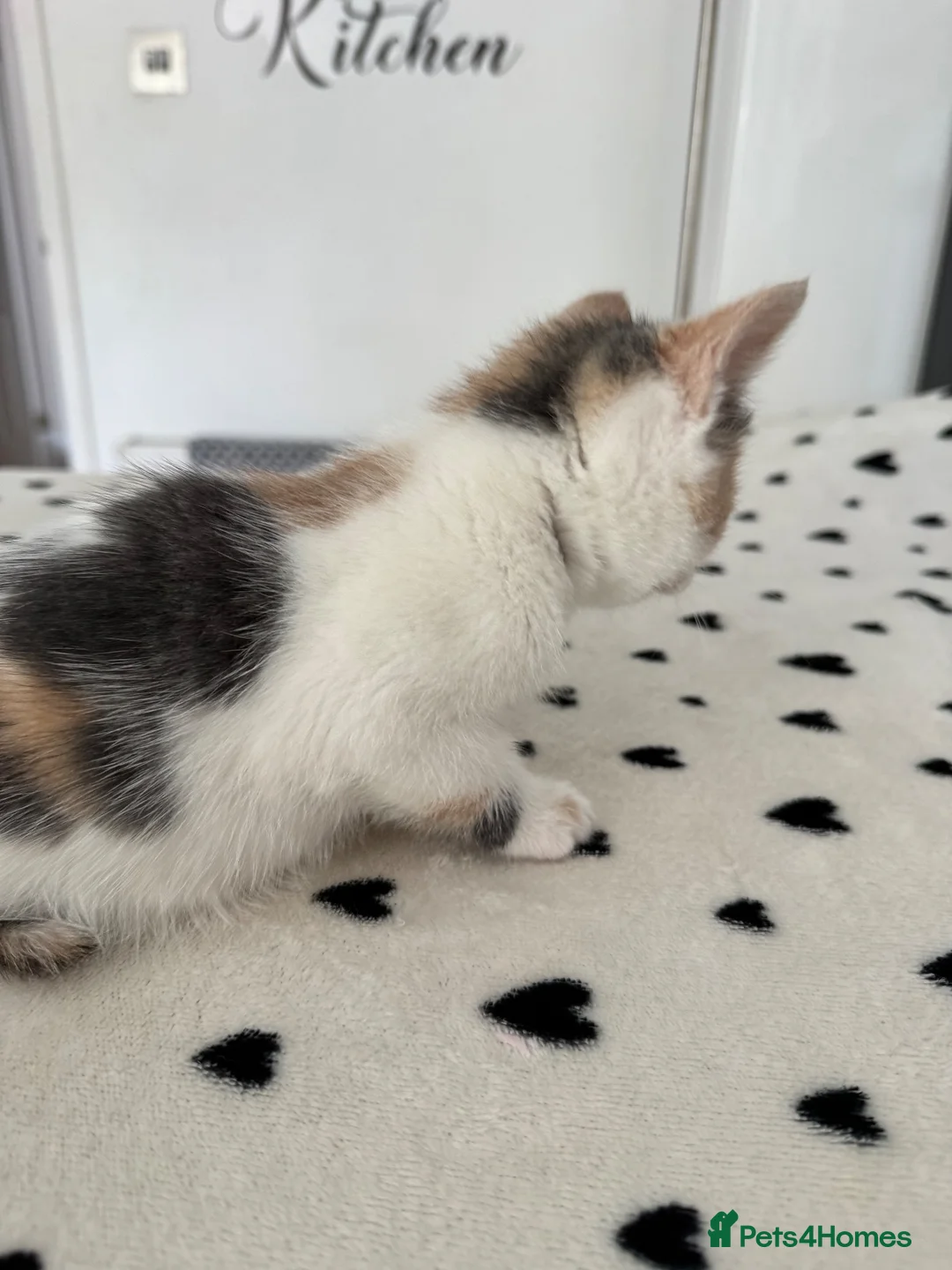 Mixed Breed cats for sale: Beautiful Calico and bicolour Kittens!! - Advert 31