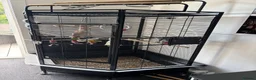 Parrots birds for sale: African grey  - Advert 6