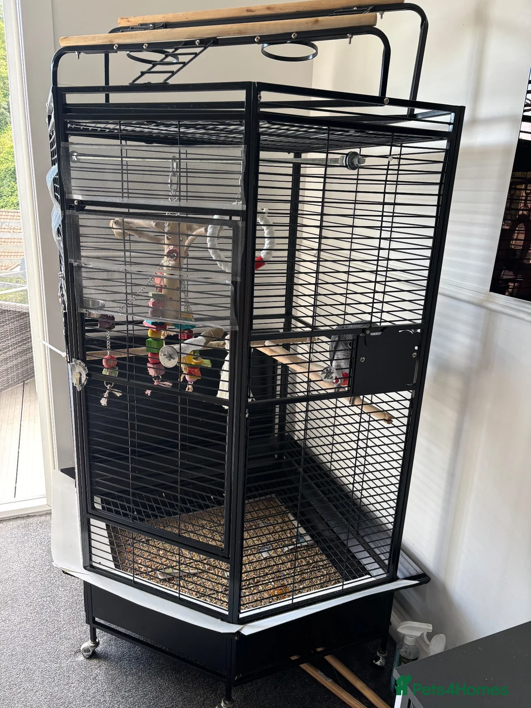Parrots birds for sale: African grey  - Advert 6