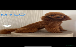 Miniature Poodle dogs for sale: ✨ Last boy available kc miniature poodle ✨ - Image 9