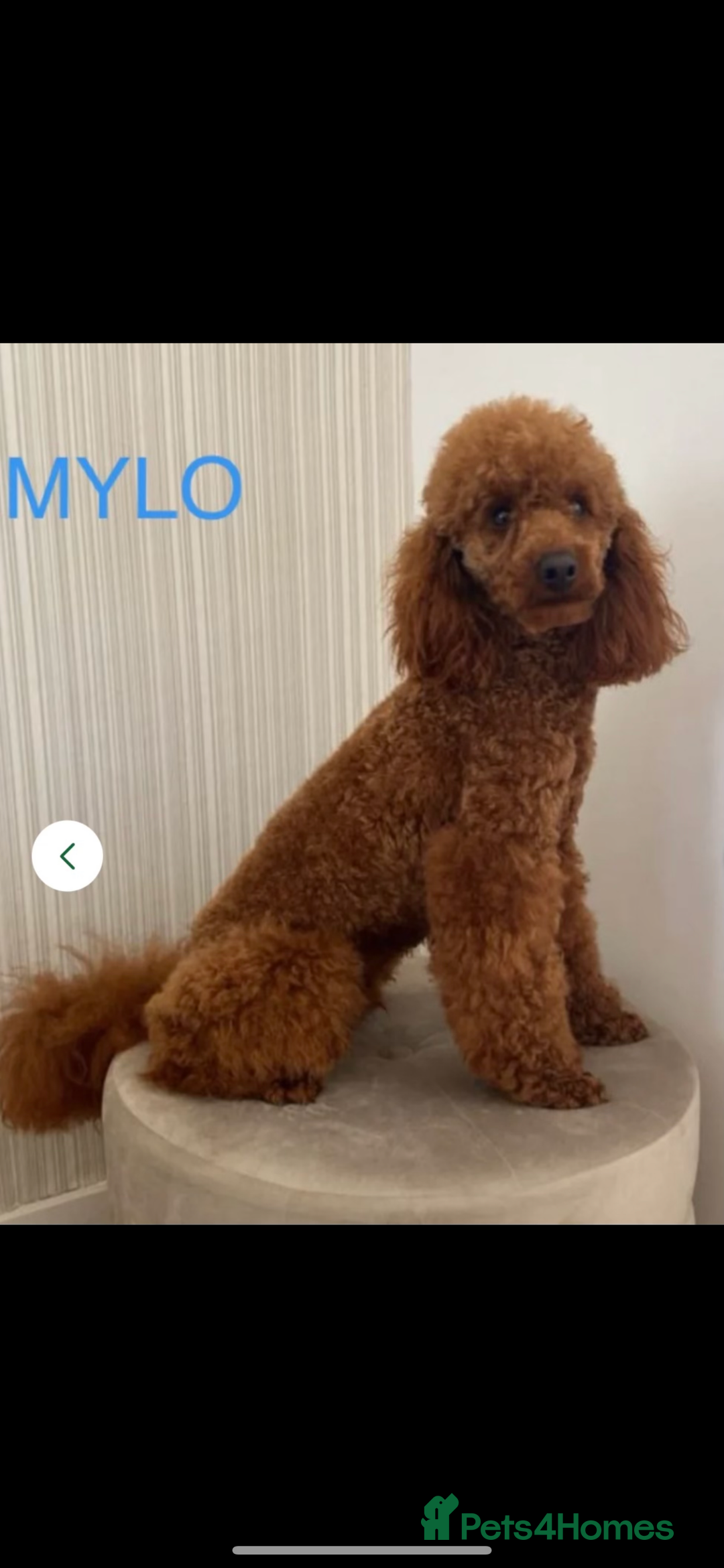 Miniature Poodle dogs for sale: ✨ Last boy available kc miniature poodle ✨ - Image 9