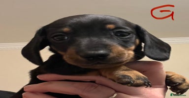 Miniature Dachshund dogs - Advert 3