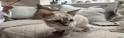 Bengal cats for sale: Stunning TICA Registered Snow Lynx Bengal Kittens - Advert 33