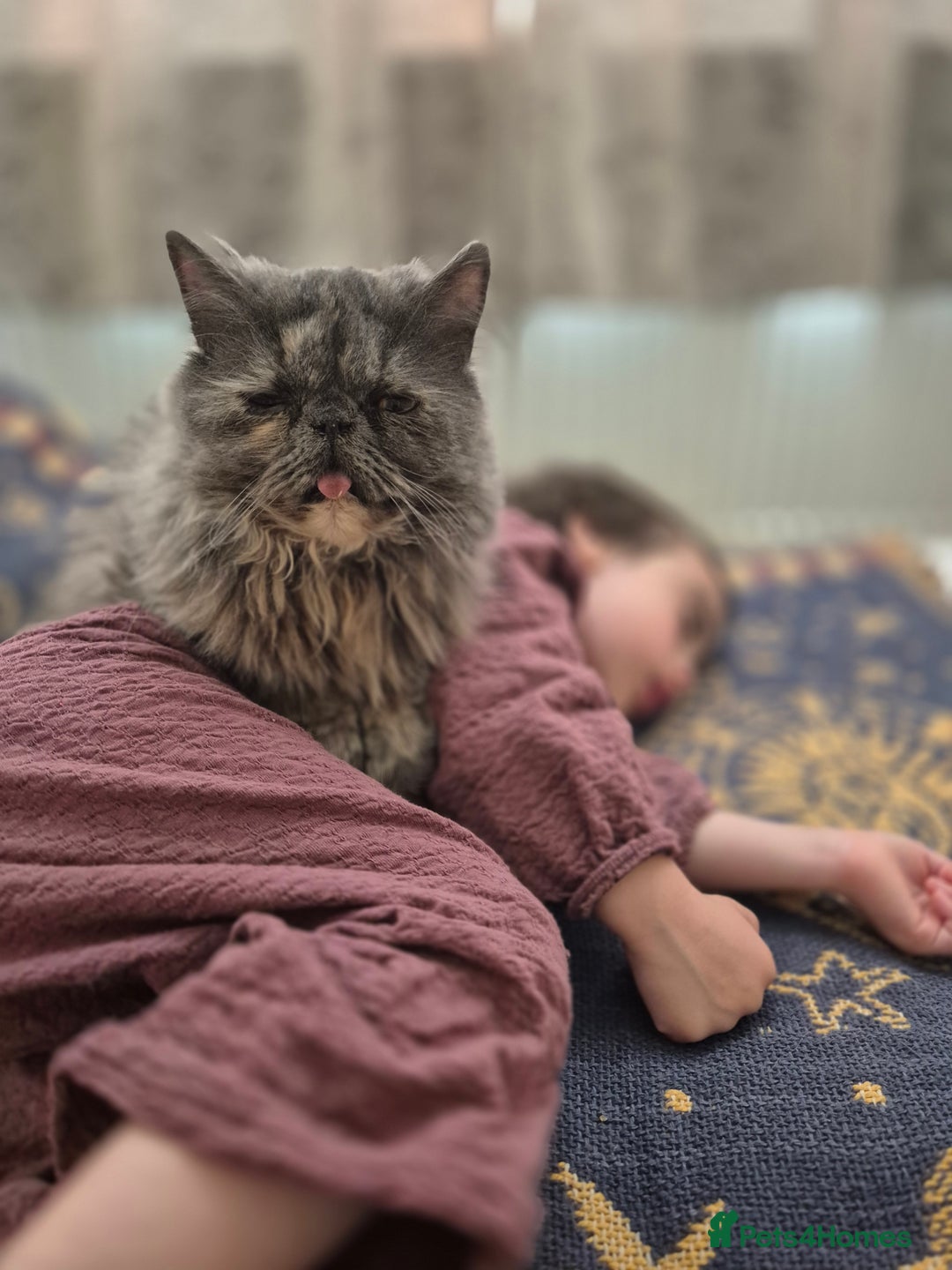 Persian cats for sale: Blue/cream persian kitten / cat 1 year - Image 2