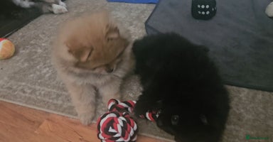 Pomeranian dogs - Advert 6