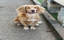 Cocker Spaniel dogs for sale: Working Cocker Spaniels  - Image 4