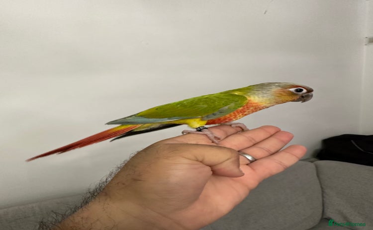 Parakeets birds - Advert 1