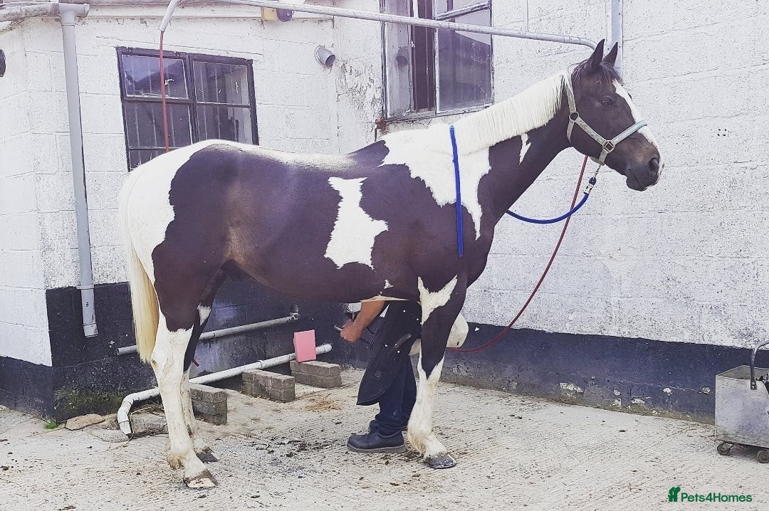 Irish Sports horses for sale: Irish Sports Horse All-Rounder Golden Oldie - Image 7