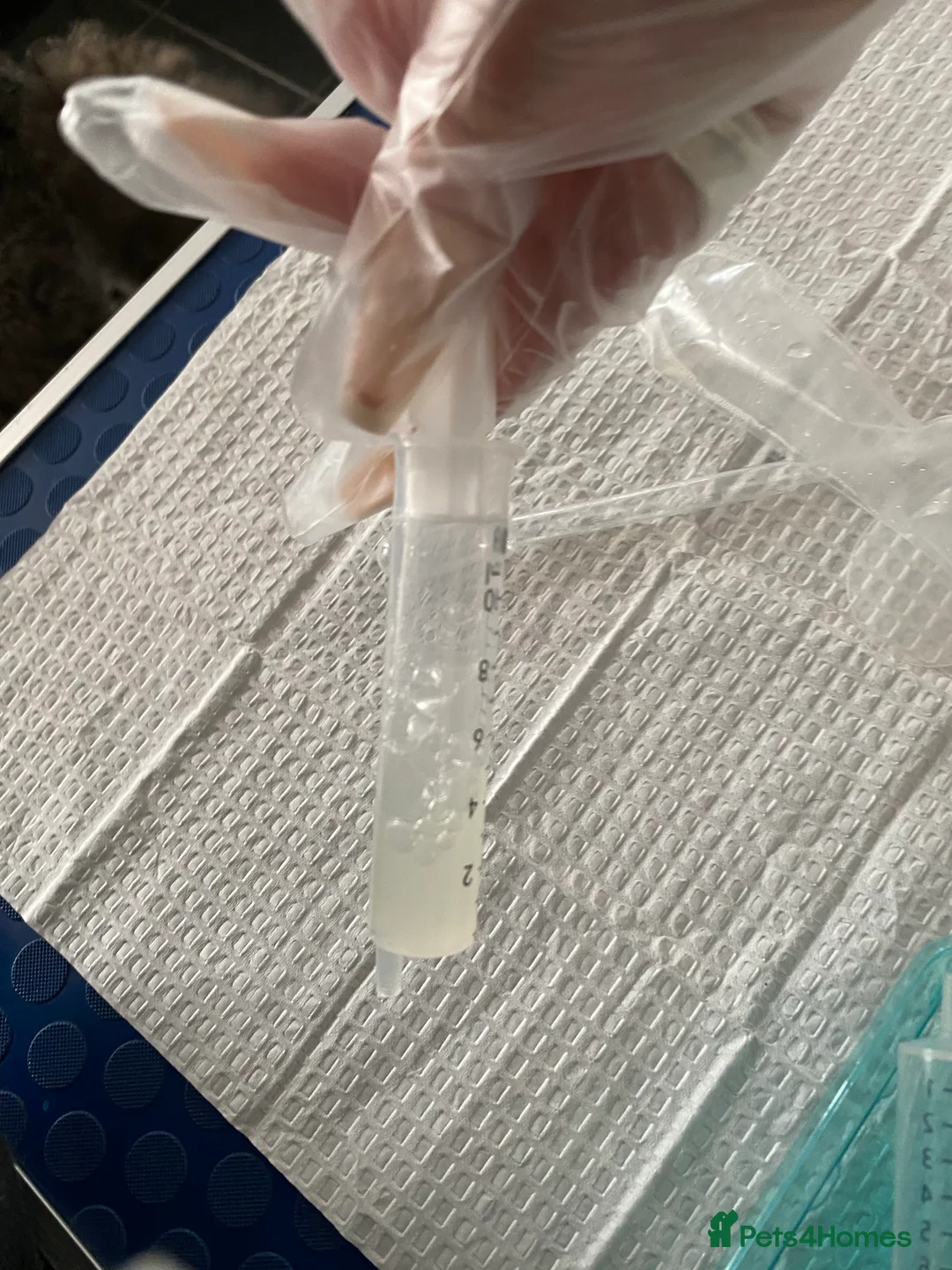 Standard Poodle dogs for stud: Champion Proven Gentle Poodle Available for Stud in Swindon - Advert 20