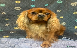 Cockalier dogs for sale: Adorable cockalier puppies 💙🩵💜❤️🩷 - Advert 9