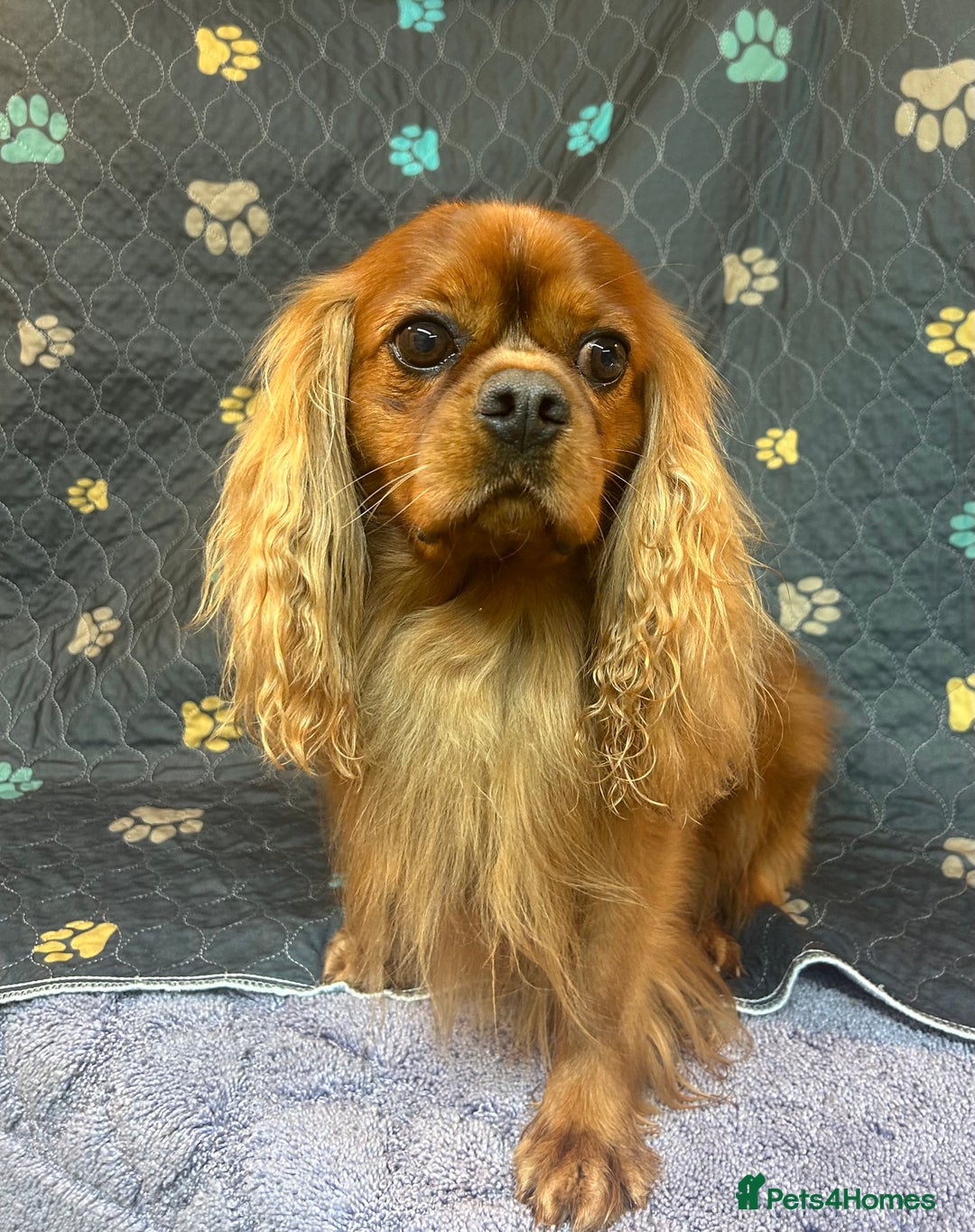 Cockalier dogs for sale: Adorable cockalier puppies 💙🩵💜❤️🩷 - Advert 9