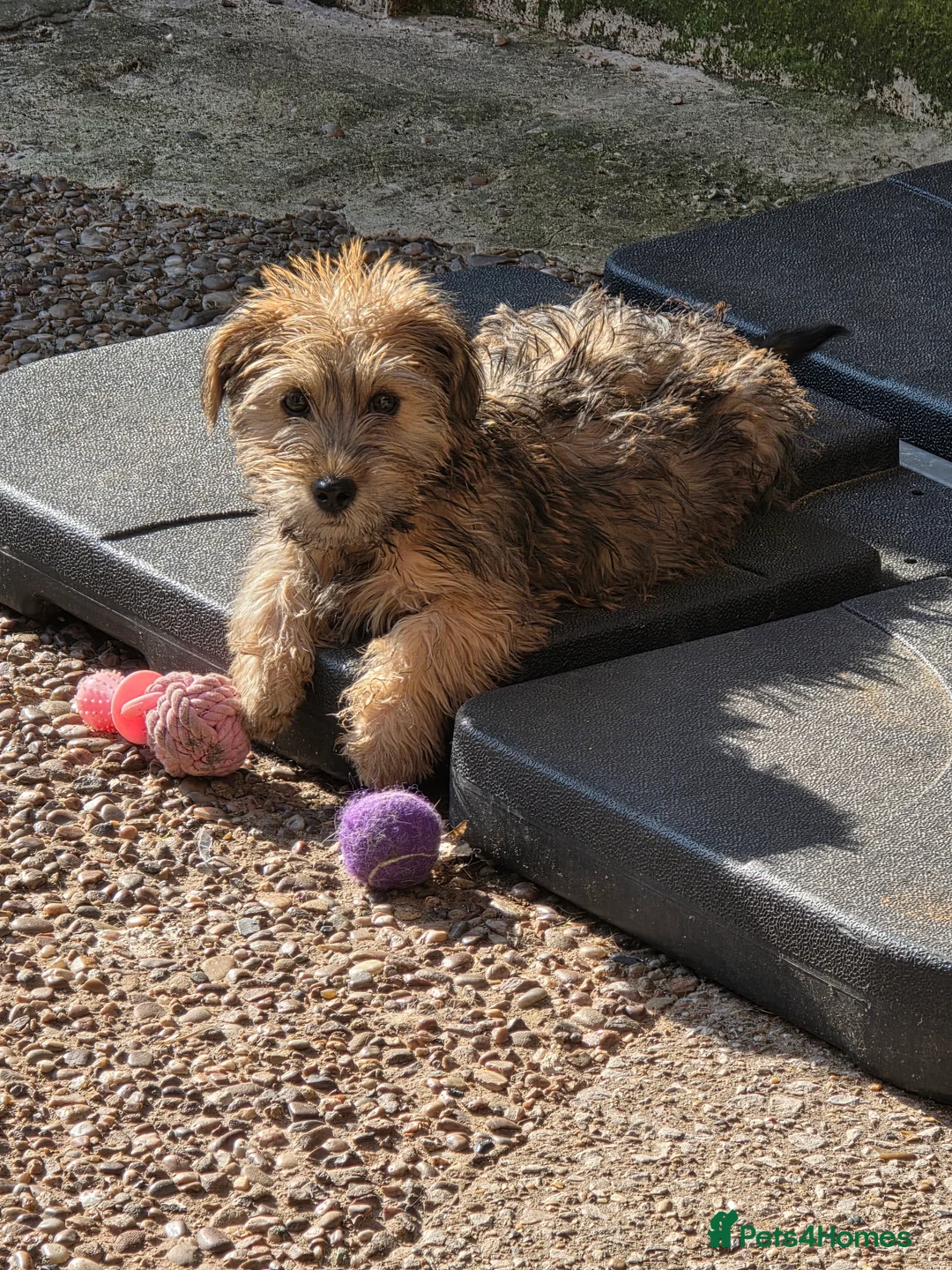 Shihpoo dogs for sale: Shihpoo female  - Advert 2