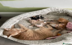Mixed Breed cats for sale: British mixed breed - Image 11