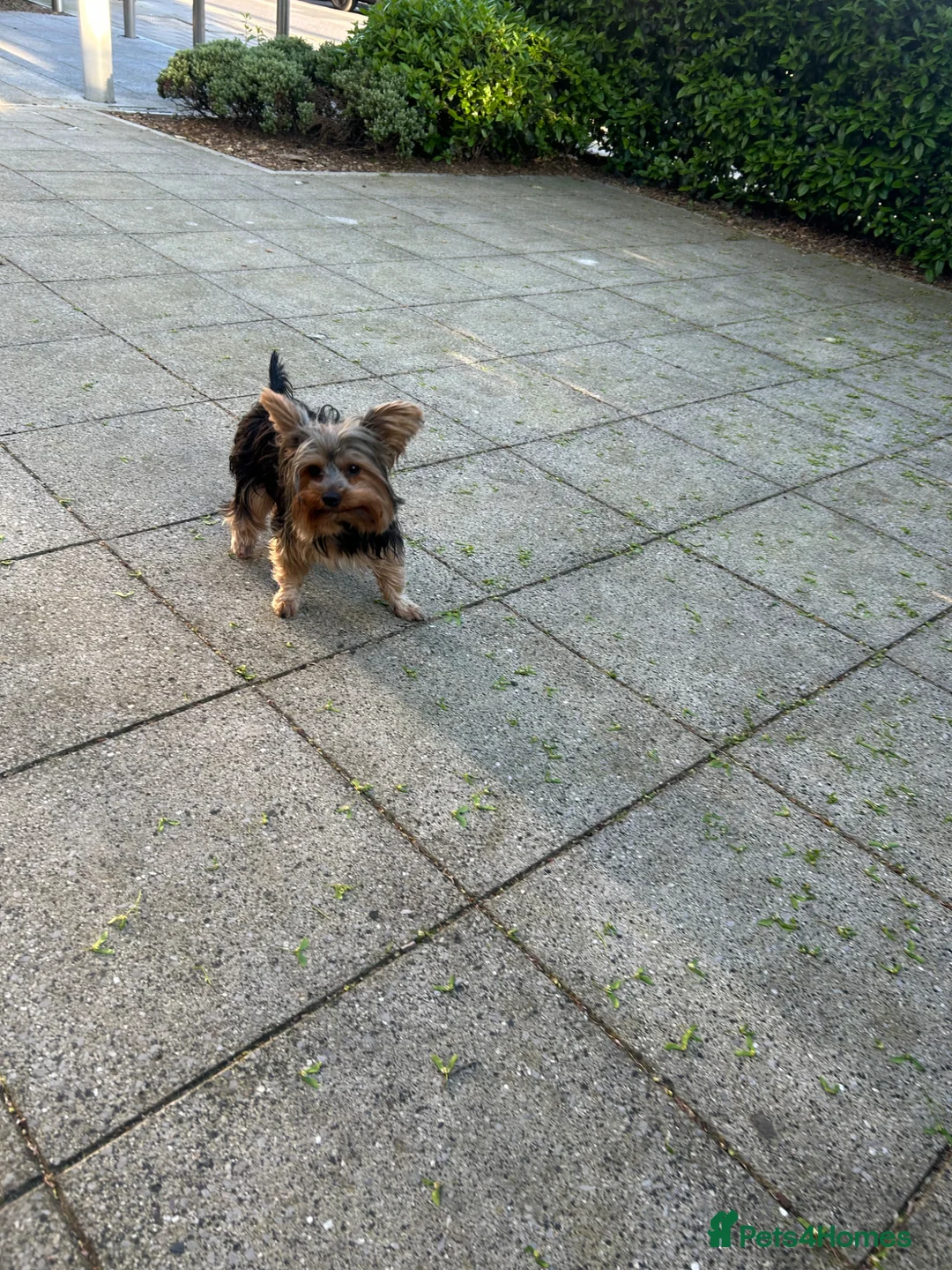 Yorkshire Terrier dogs for stud: Stud dog - Advert 2